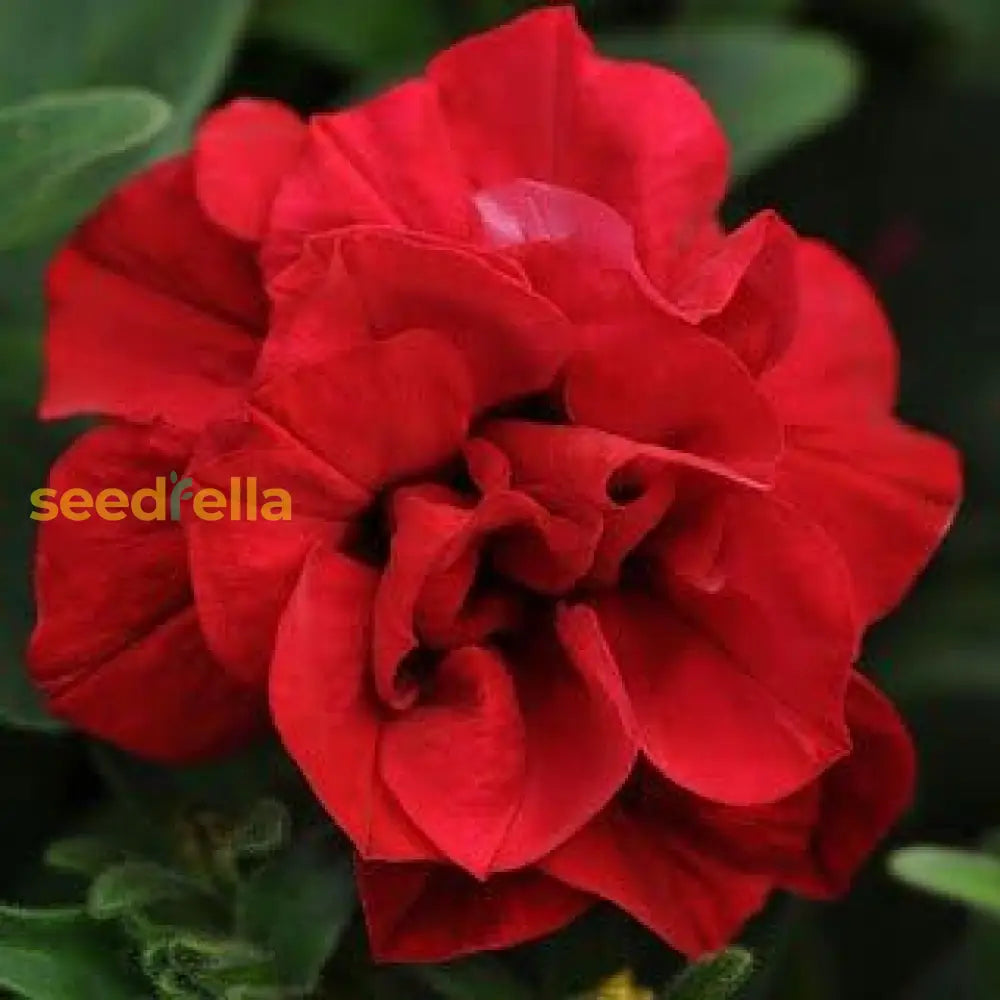 Double Wave Red Petunia in hanging basket