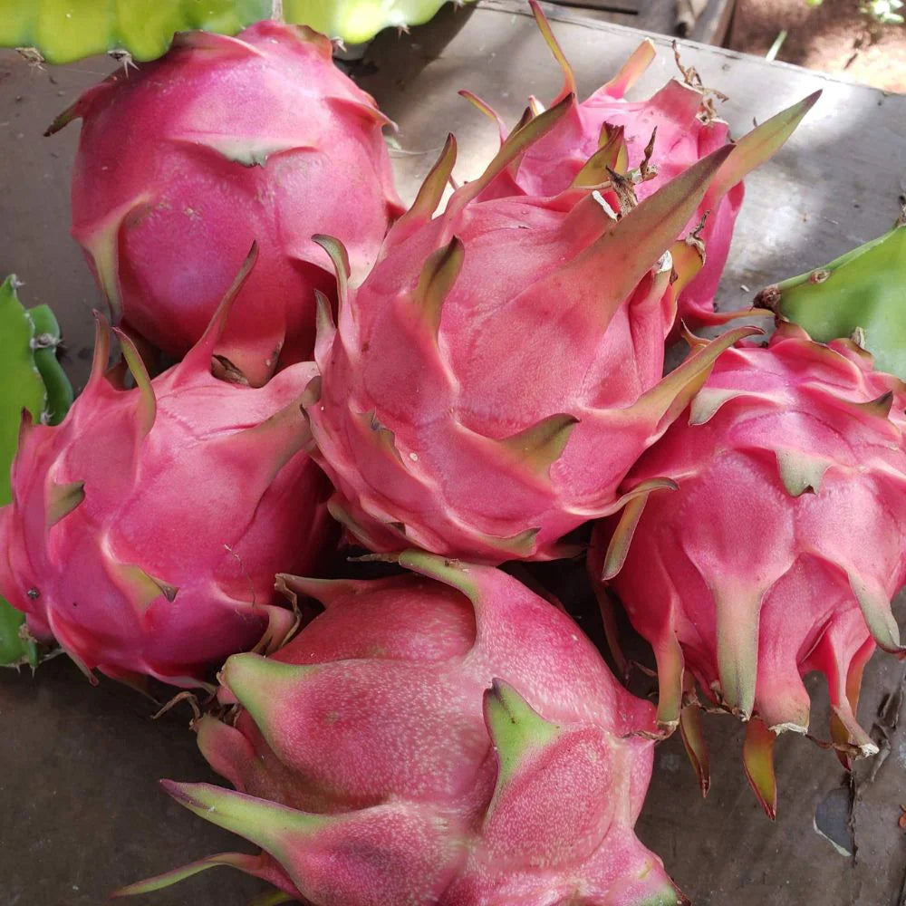 Red Pitaya Fruit Seeds for Easy Planting