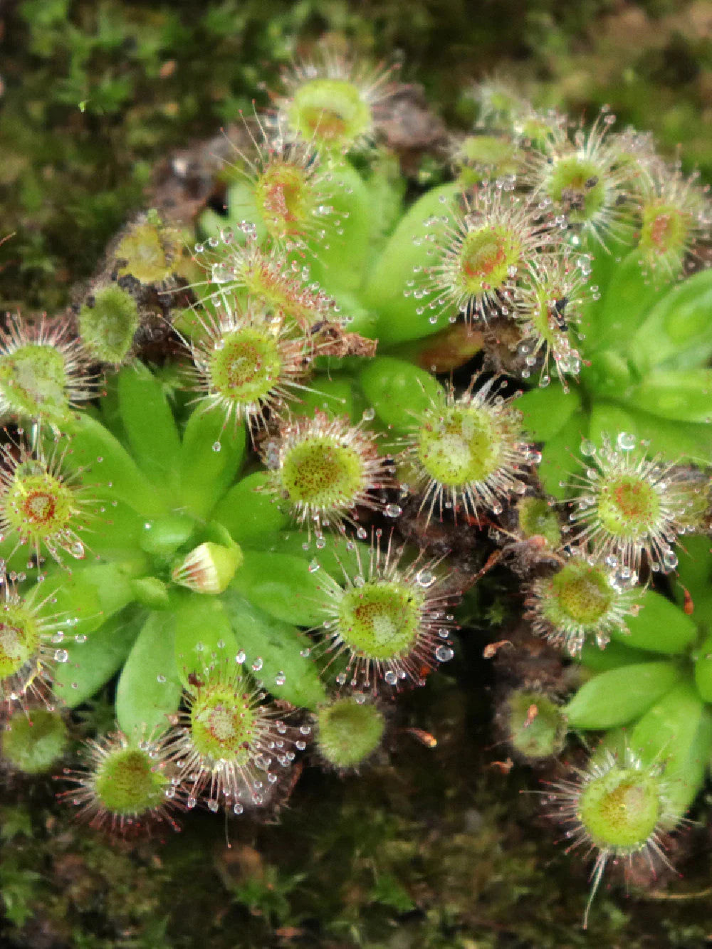 Sonnentau Clip Venus Flytrap Seeds for Planting home garden flower bed