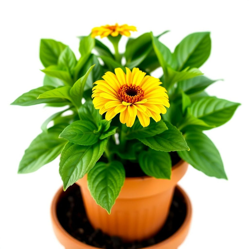 Yellow Zinnia Elegans Flower seeds for Planting - Premium Quality, Heirloom & GMO Free Seeds for Home Garden