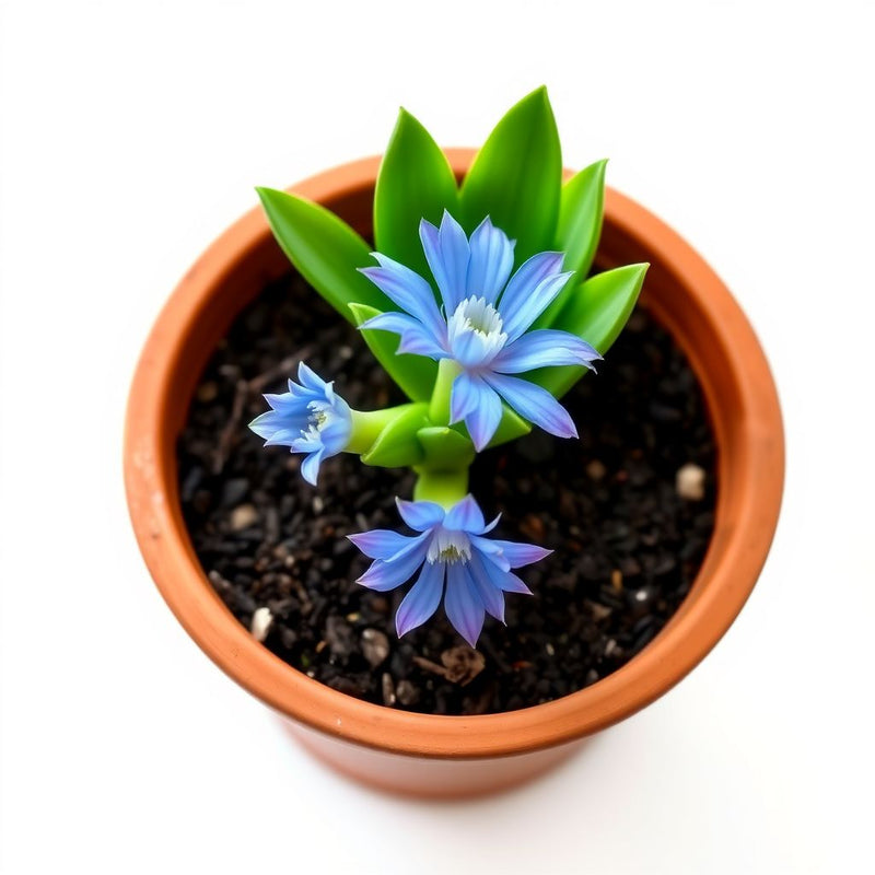 Zygocactus Truncatus Blue Flower Seeds for Vibrant Garden Planting