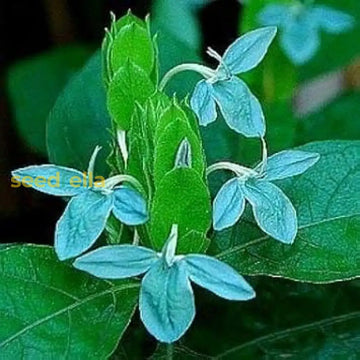Ecbolium Viride seeds for planting