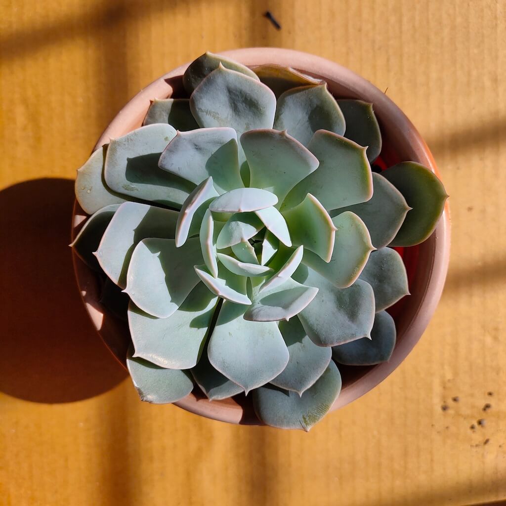 Plant White Echeveria Seeds
