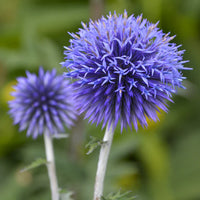 Ornamental Echinops Ritro Blue perennial plant
