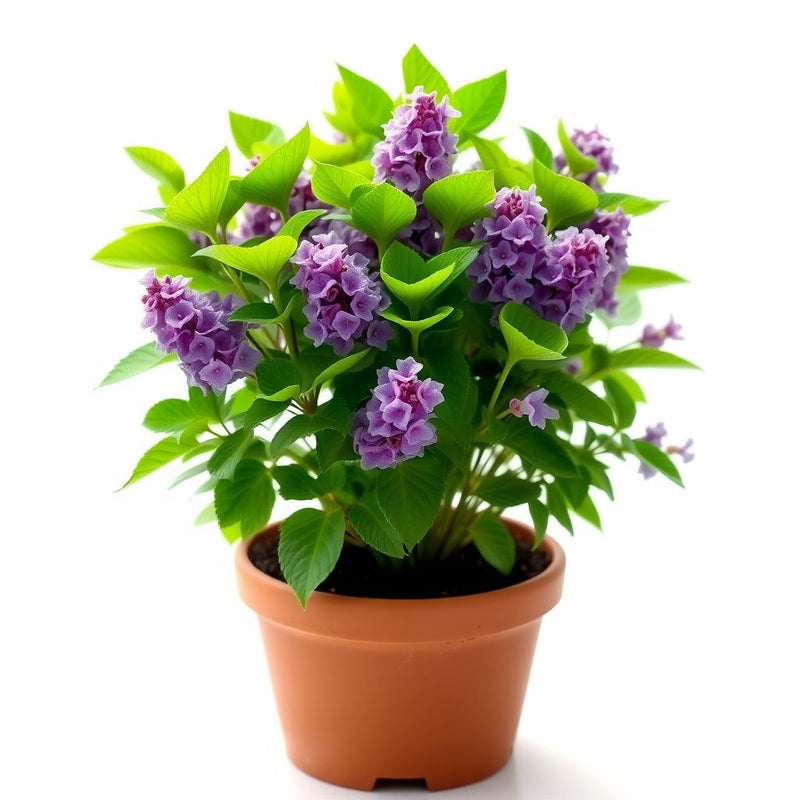 Lilac Purple Flower Planting Seeds - Perennial Garden Blooms