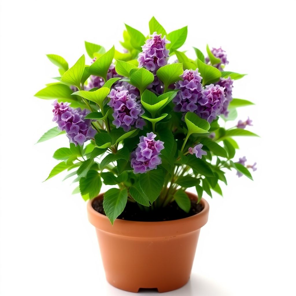 Lilac Purple Flower Planting Seeds - Perennial Garden Blooms