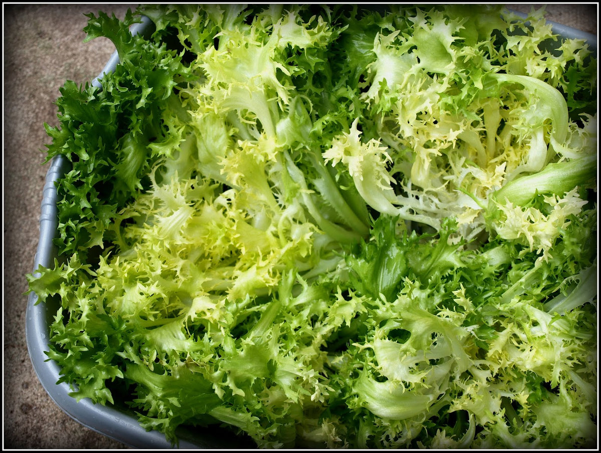 Green Yellow Endive Seeds for Planting  Vegetable Garden Starter
