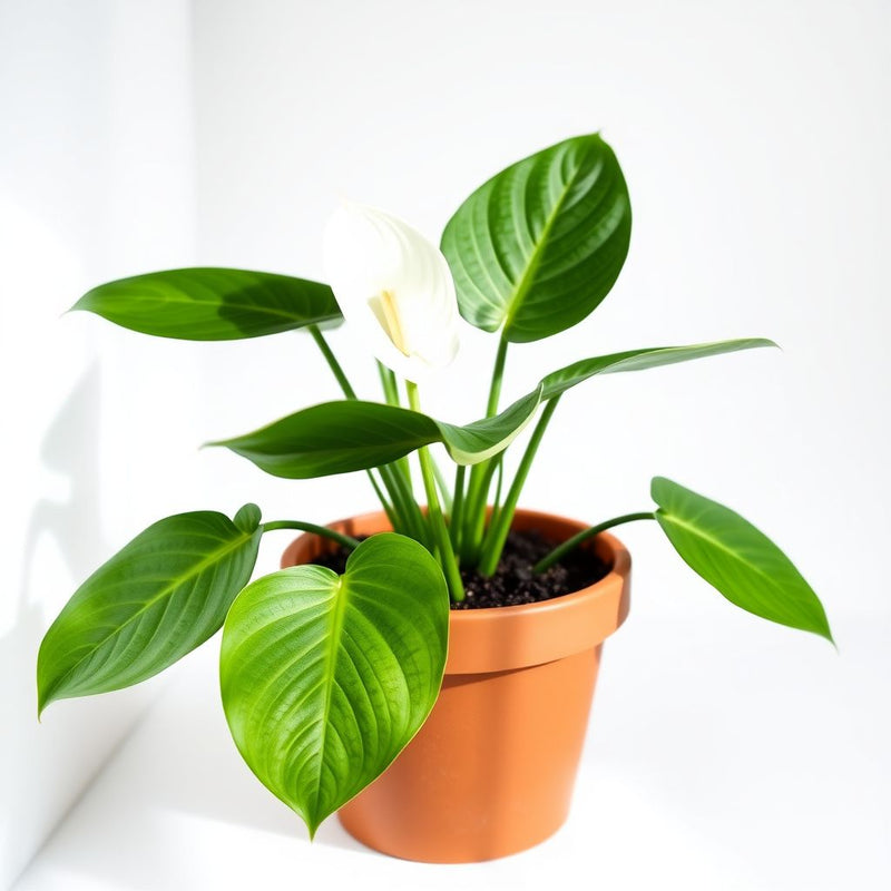 Anthurium Andraeanu White Seeds for Planting - Ideal for Home Gardens and Indoor Decor