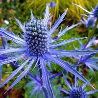 Non GMO blue Eryngium seeds