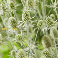 Non GMO White Eryngium seeds