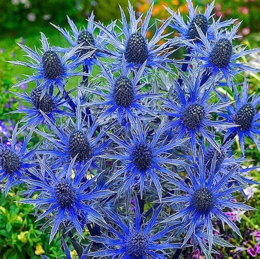 Ornamental blue Holly seeds for landscapes