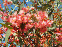 Non GMO Eucalyptus Torquata seeds