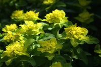 Non GMO Euphorbia Polychroma seeds