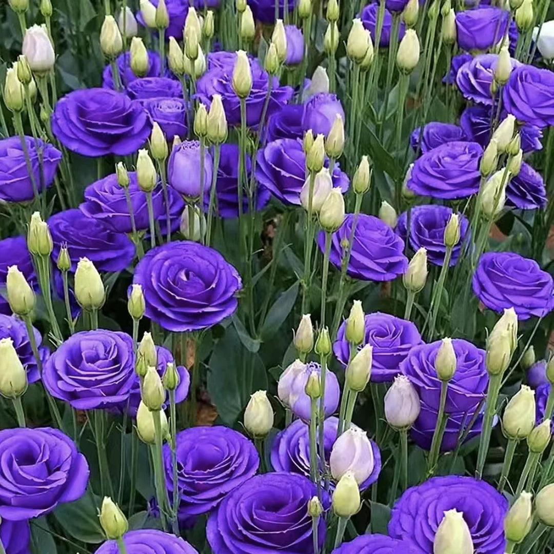 Eustoma in garden bed planting