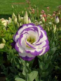 Blue and white Eustoma seeds for planting