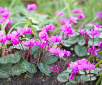 Cyclamen Violet  Flower Seeds Planting