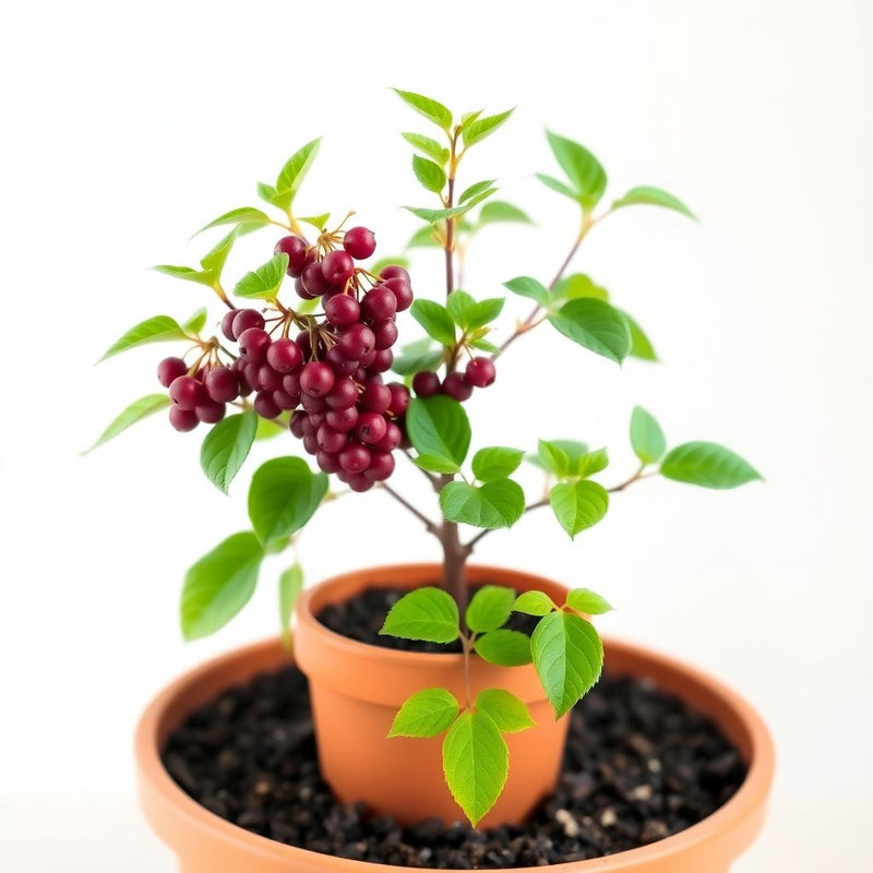 Chasteberry Seeds for Planting