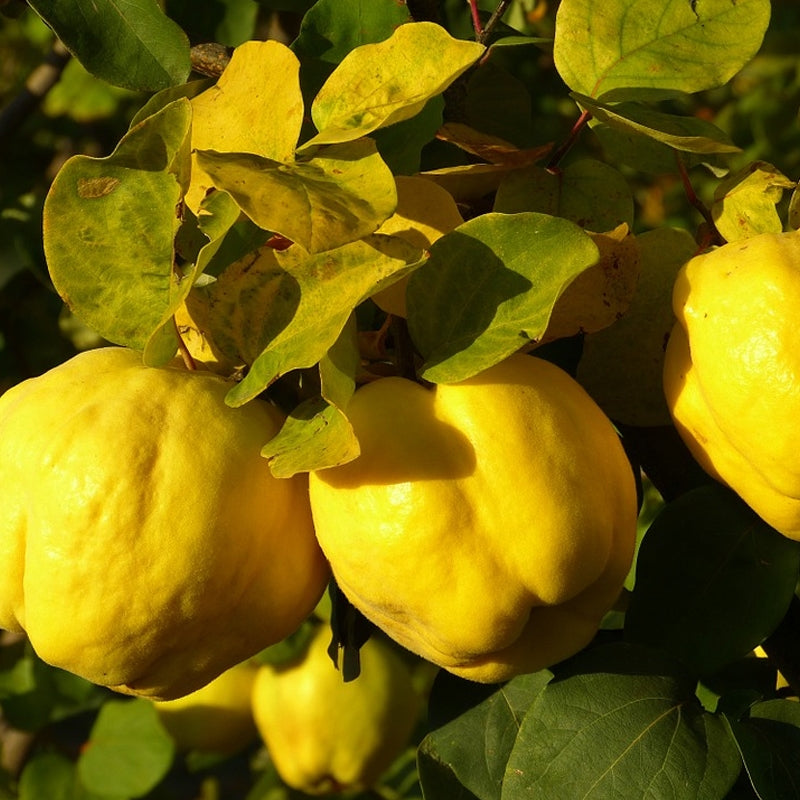 Yellow Quince Seeds for Planting  Grow Your Own Fruit