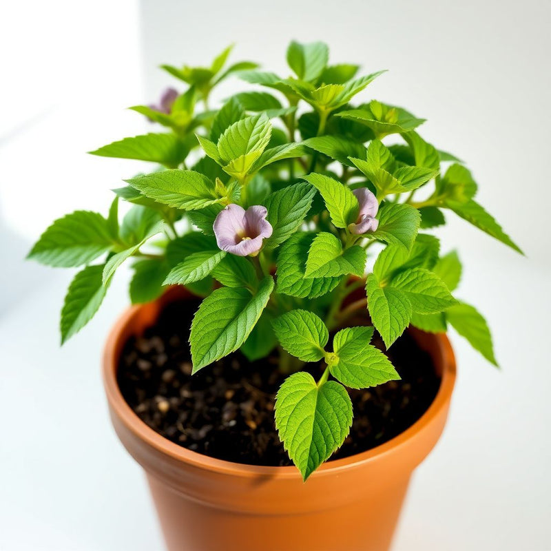Alcaparras Flower seeds for Planting Pollinator Friendly Heirloom & GMO Free Seeds for Home Garden