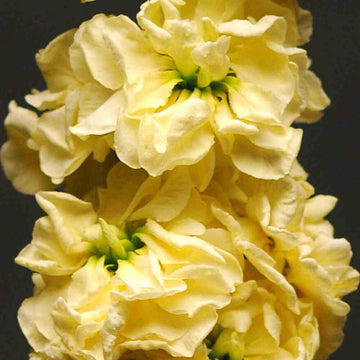 Matthiola Incana Yellow Flower Seeds for Spring and Summer Planting