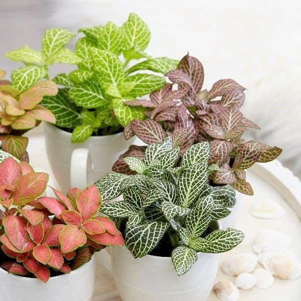 Fittonia used in terrarium planting