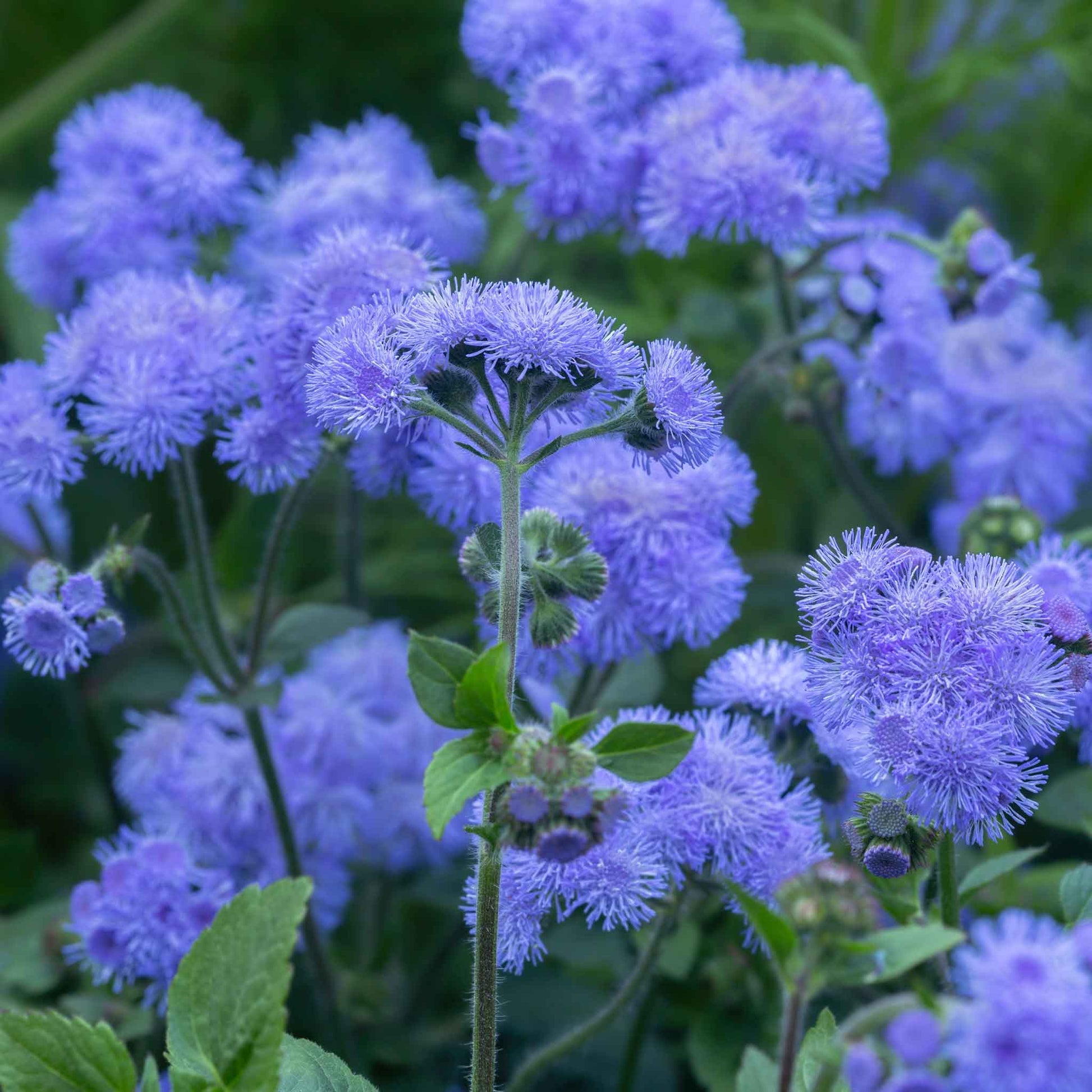 Non GMO floss flower seeds