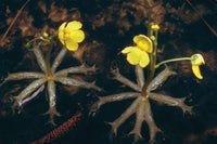 Bladderwort Flower Seeds for Planting  Grow Unique Aquatic Blooms