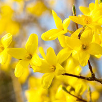 Non GMO weeping forsythia seeds