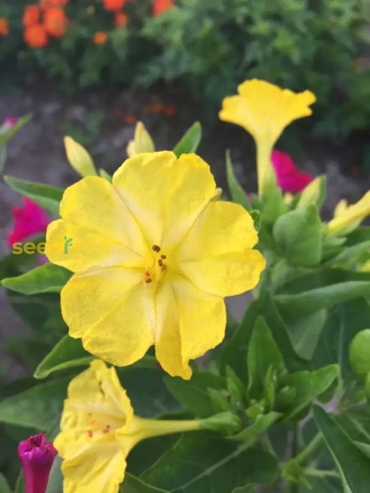 Non GMO Yellow Red Four O’Clock seeds