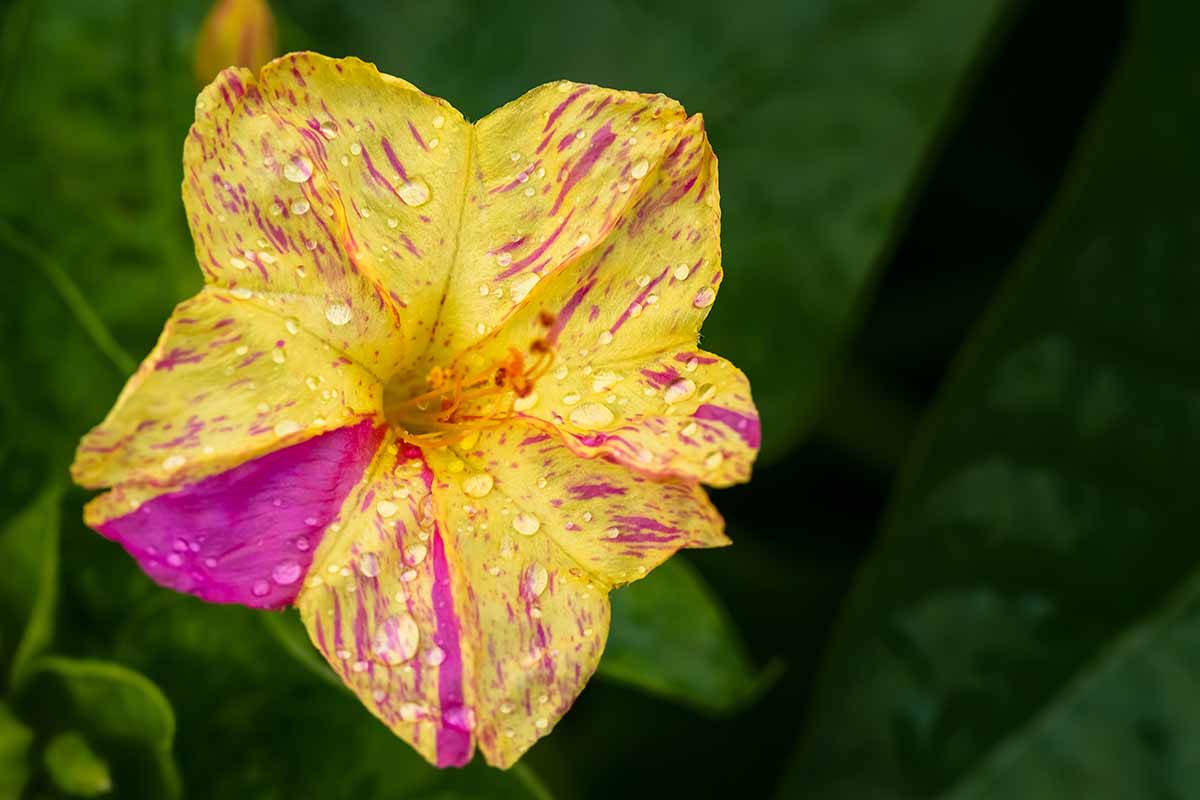 Ornamental Yellow Red Four O’Clock seeds for landscapes