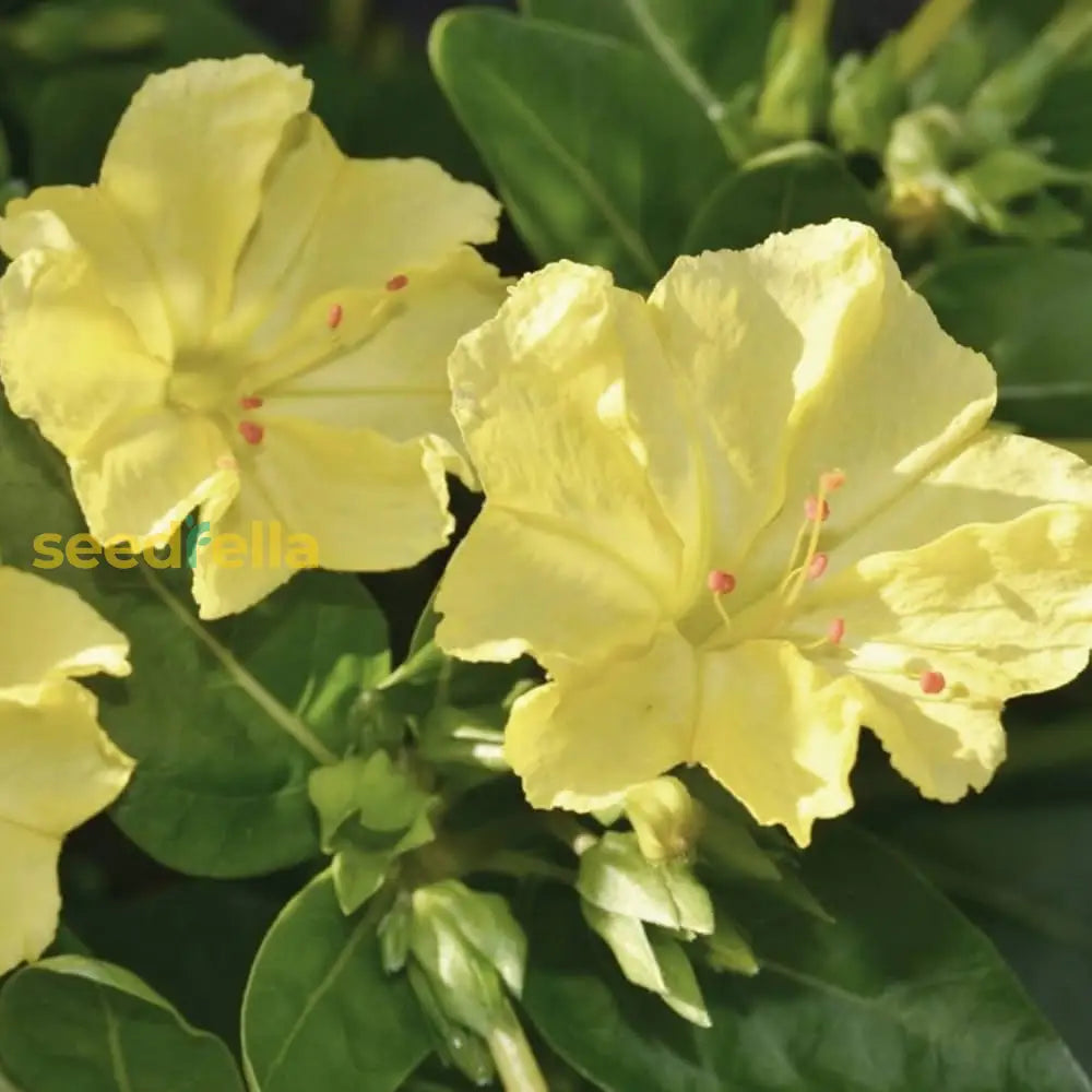 Yellow Red Four O’Clock seeds for planting