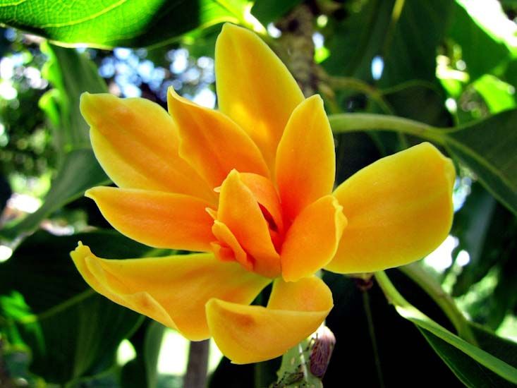 Yellow Fragrant Flowering seeds for gardens