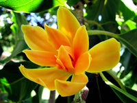 Yellow Fragrant Flowering seeds for gardens
