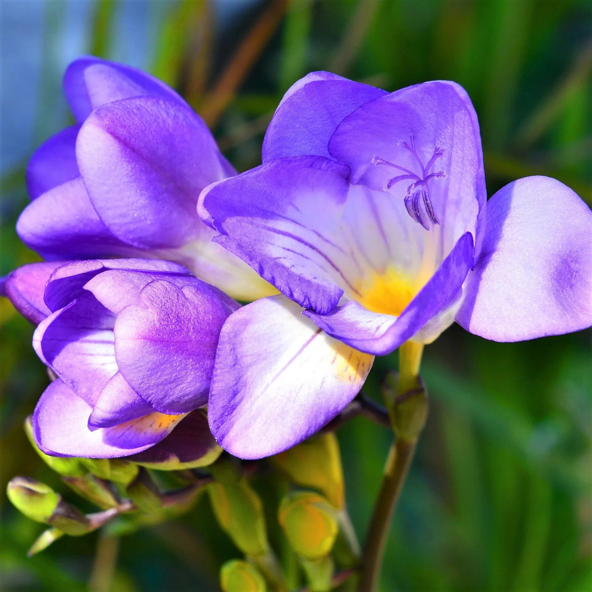 Blue Freesia seeds for planting