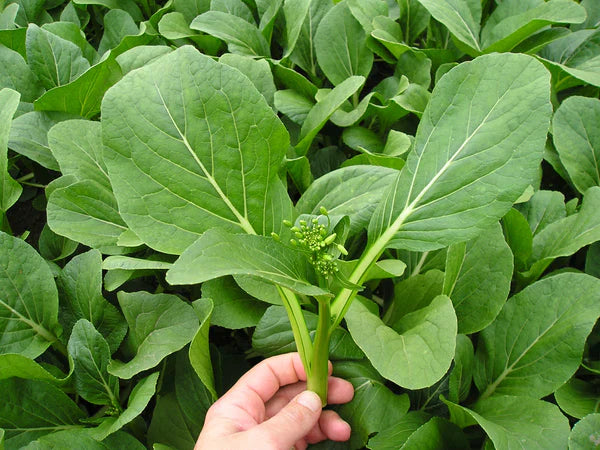 Green Tsoi Sim Vegetable Seeds for Easy Planting