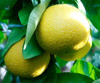 Red Sweet Grapefruit Fruit Seeds - Easy Planting for Fresh Citrus