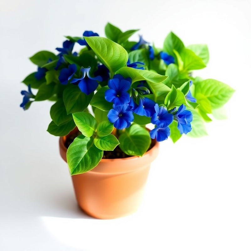 Planting Seeds for Blue Asarina Gloxinia Flowers