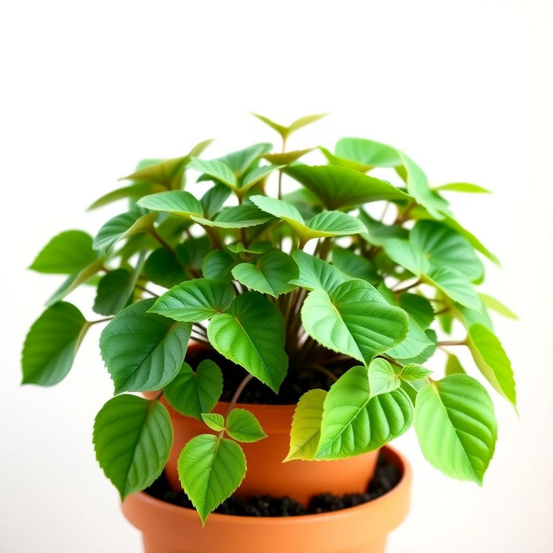 Fittonia Verschaffeltii Seeds for Planting - Mixed Nerve Plant