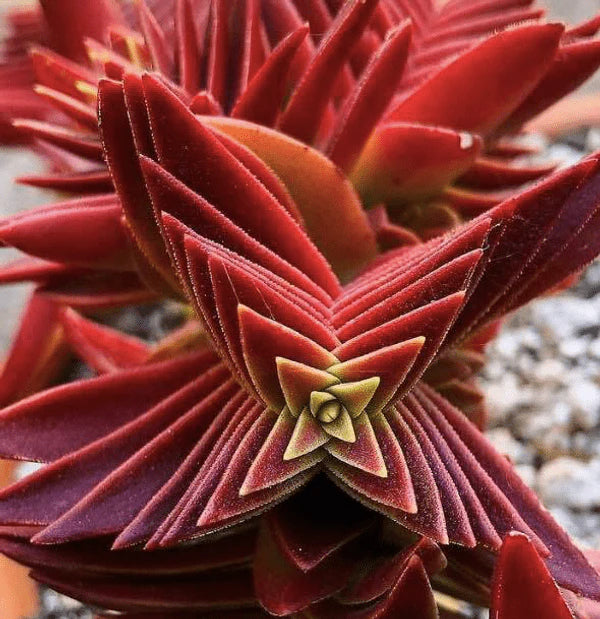 Red Pagoda Flower seeds for Planting - Seasonal Bloomer, Heirloom & GMO Free Seeds for Home Garden