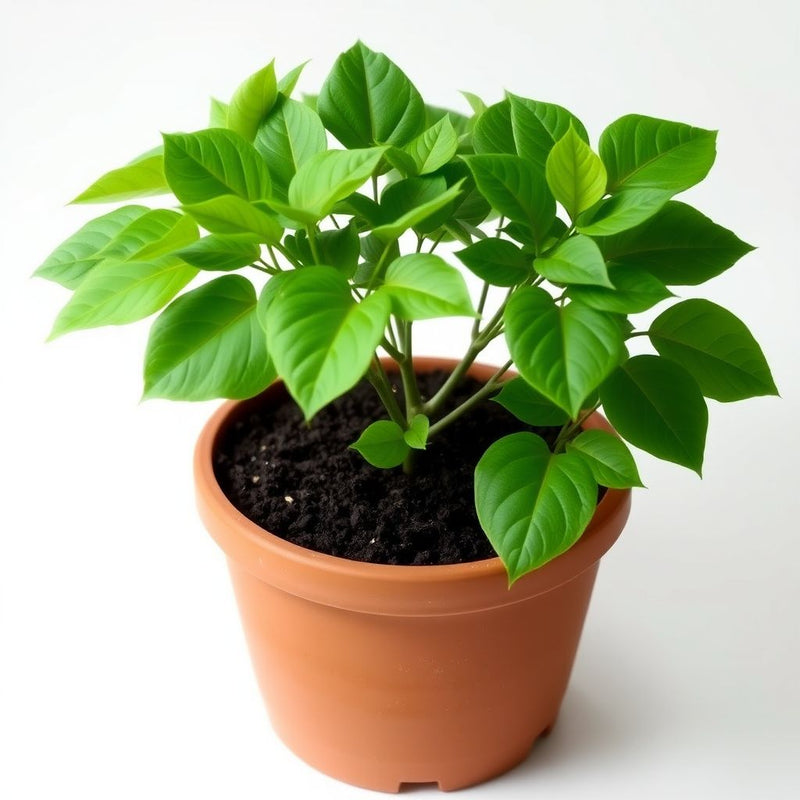American Basswood Tree Seeds for Planting - Long Bloom Season, Heirloom & GMO Free Seeds for Home Garden