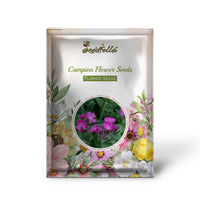 High germination Gaillardia blue violet seeds for gardening
