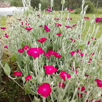 Perennial Gaillardia blue violet seeds for outdoor planting