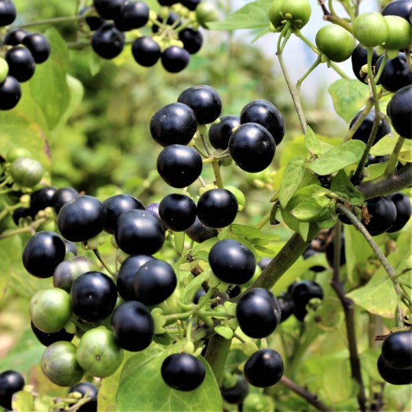 Huckleberry Planting Seeds for Growing Fruit  Sweet and Tangy Berries at Home