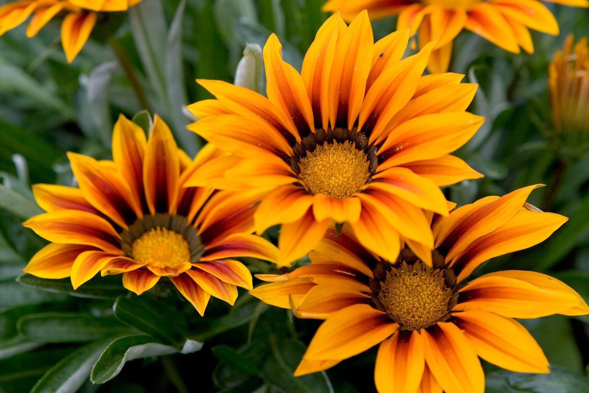 Ornamental giant Gazania seeds for landscapes