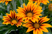 Ornamental giant Gazania seeds for landscapes