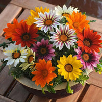 Giant Gazania seeds for planting