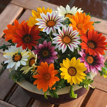Giant Gazania seeds for planting