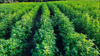 Geesteranus planting seeds for home and garden