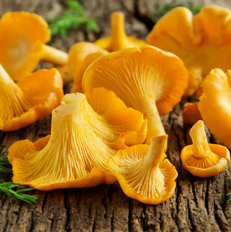 Yellow Chanterelle Mushroom Seeds for Planting