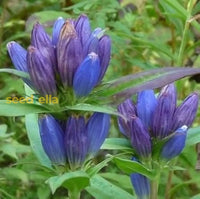 Blue Gentiana Triflora seeds for planting